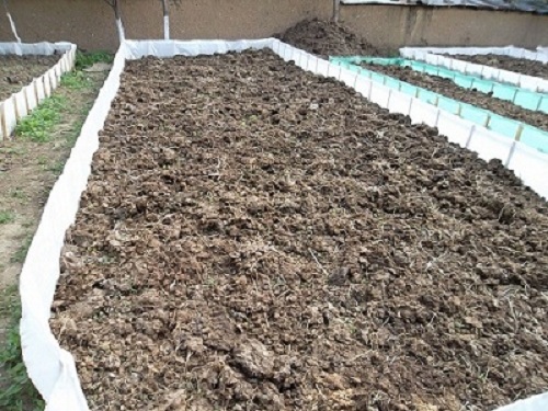 Калифорнийски червей