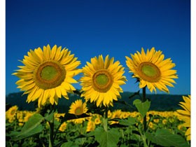 Земя купувам в области Силистра,Търговище,Плевен,Разград,Велико Търново,Ловеч,Русе,Враца и Монтана