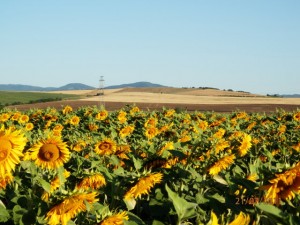 Земеделска земя купувам на изгодни цени-0886236248