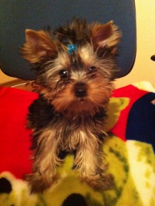 Kyzence Iorki ot majki pol