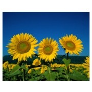 Земеделска земя купувам на изгодни цени за обл.Видин,Враца,Монтана,Плевен