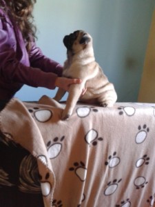 Продавам малки кученца мопс