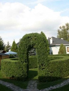 Жив плет бързорастящ - семена