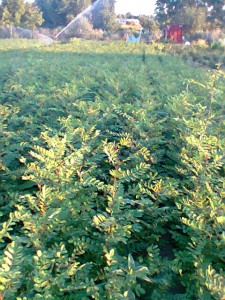 бяла акация