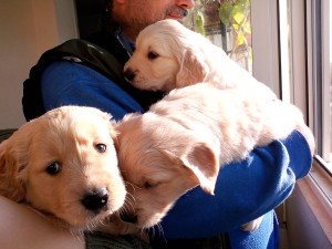 Малки златни ретривъри