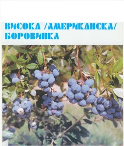 Боровинка(висока,американска),арония