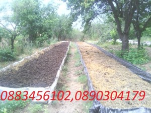 Екоферма  продава червен калифорнийски червей и биоТор