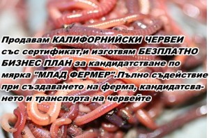 Продавам  ЧЕРВЕН КАЛИФОРНИЙСКИ ЧЕРВЕИ