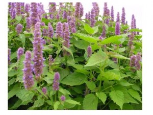 Продавам семена от Лофант 