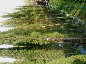 Продавам кипариси