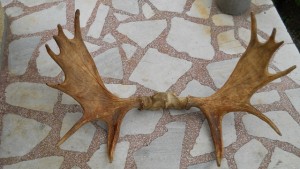 Продавам еленови рога от лос