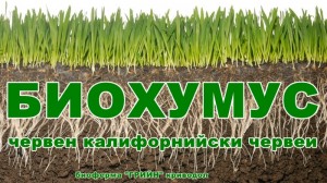 Продавам  Калифорнийски червеи със  СЕРТИФИКАТ