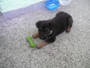 МАЛКО КРАСИВО КУЧЕНЦЕ!