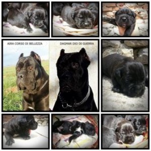 Кане корсо с родословие