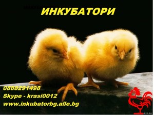 Предлагаме инкубатори за люпене на яйца 