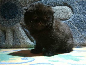 Шотландска Клепоуха