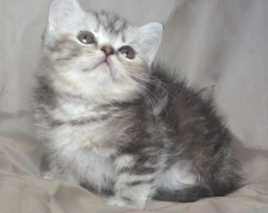 Шотландско Silver Tabby