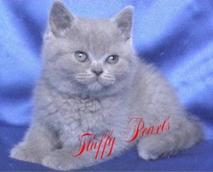 Британски късокосмести котета от развъдник