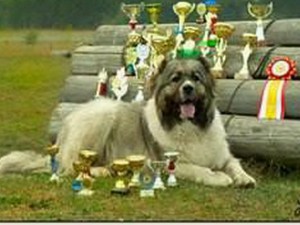 Кавказка Овчарка