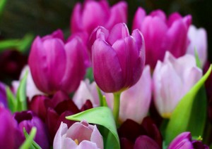 озеленяване