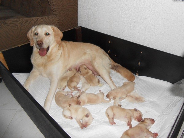 Продавам лабрадори 