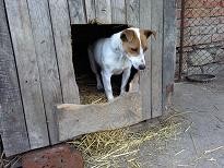  джак ръсел териери 