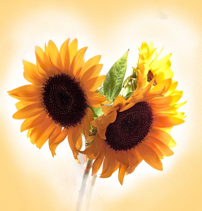 Курсове в София: AutoCAD, 3DS Max, Photoshop, InDesign, 