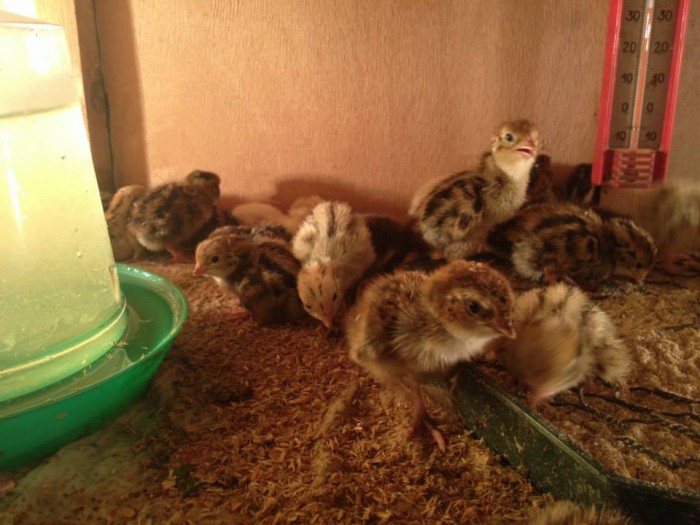 Пъдпъдъци , яйца