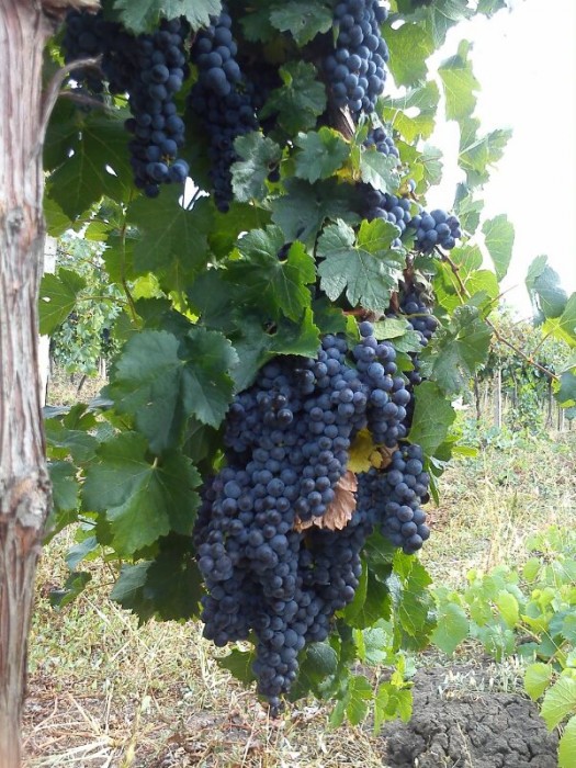 Продавам елитни лозови насаждения 14335m2