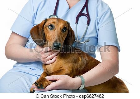 Денонощен ветеринарномедицински център