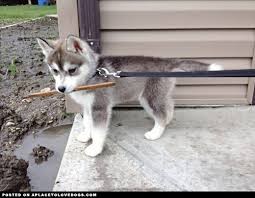 Vidjevši je vjerujući, najbolji sibirskom haskija u Bugarskoj.