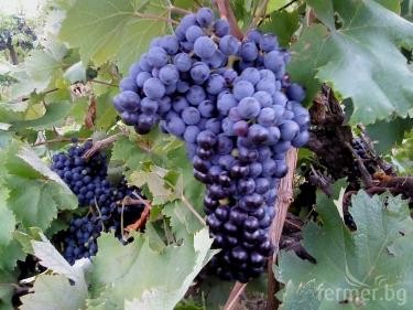 Продавам грозде Мерло