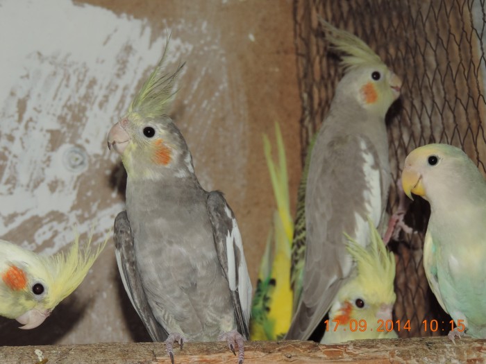 Продавам корели