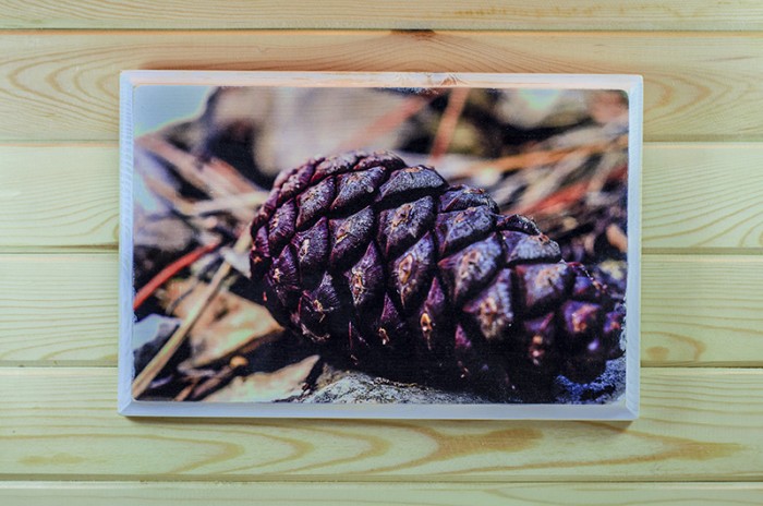 Фотография в/у дърво - Началото на един огромен бор 