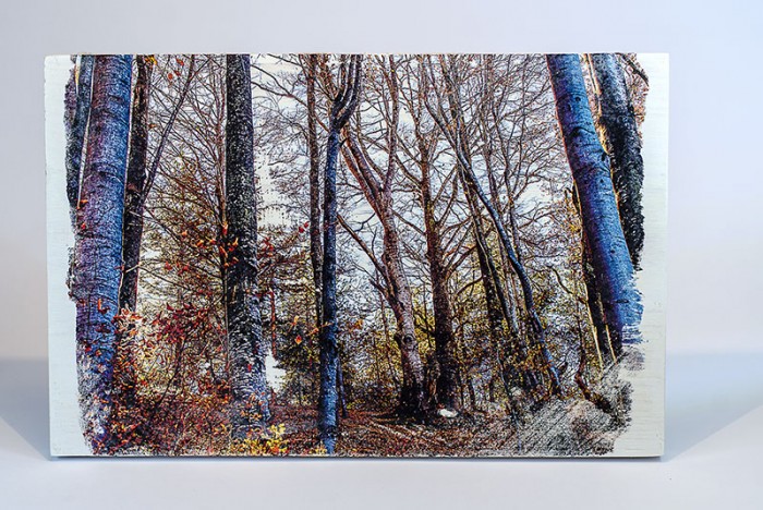 Фотография в/у дърво - Магическа гора 