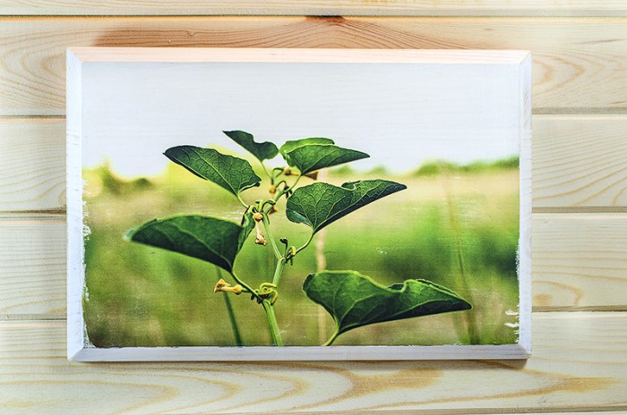 Фотография в/у дърво - Стълба към небето