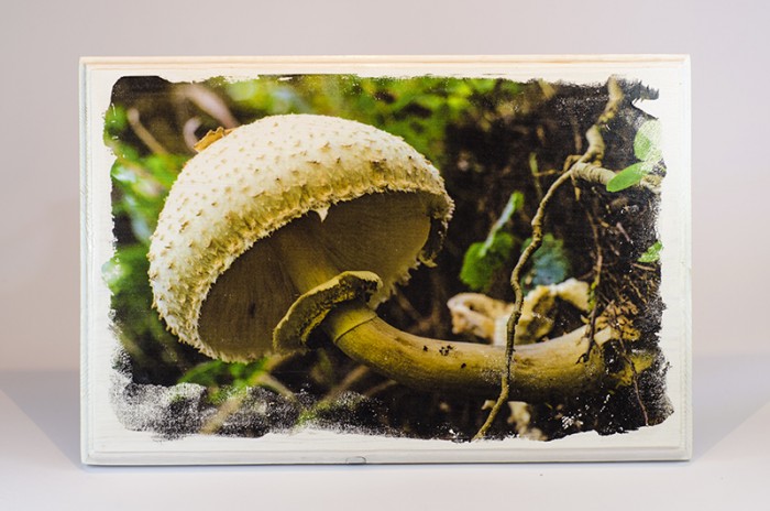 Фотография в/у дърво - Чадърче в гората 