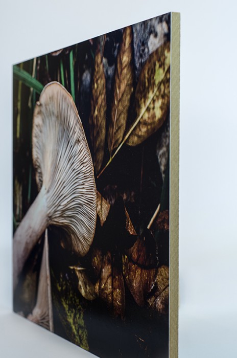 Фотография в/у МДФ - Гъбка