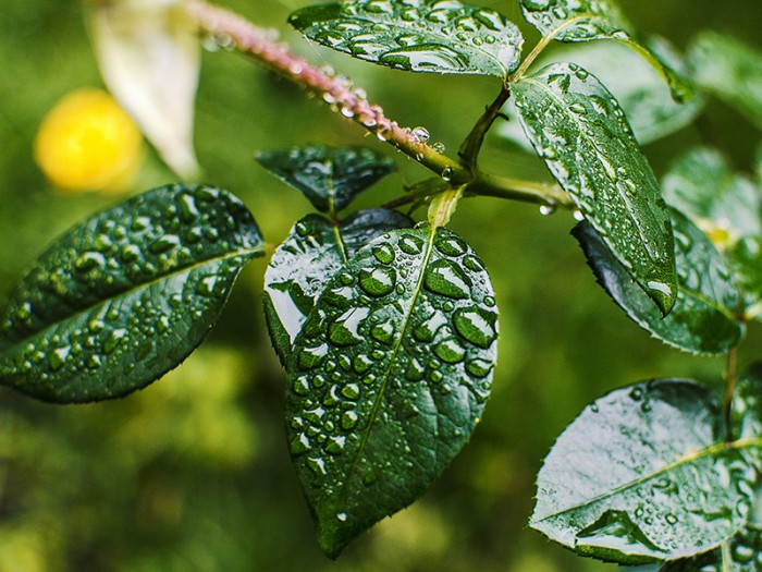 Фотография в/у МДФ - Свежест върху листа от рози 