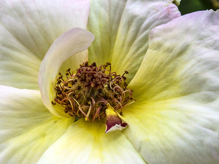 Фотография в/у МДФ - Ухание