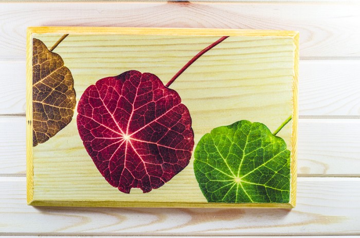 Фотография в/у дърво - Три цветни чадъра