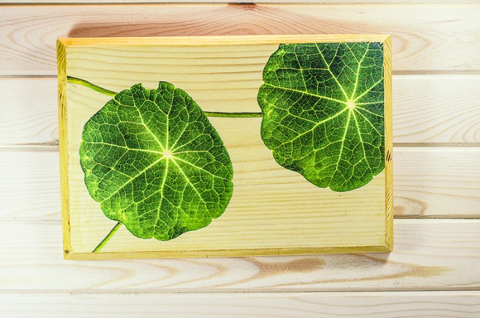 Фотография в/у дърво - Два зелени чадъра