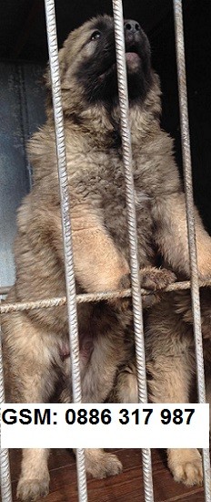 КАВКАЗКA ОВЧАРКA - момиче