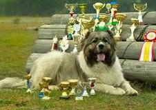 Кавказка Овчарка