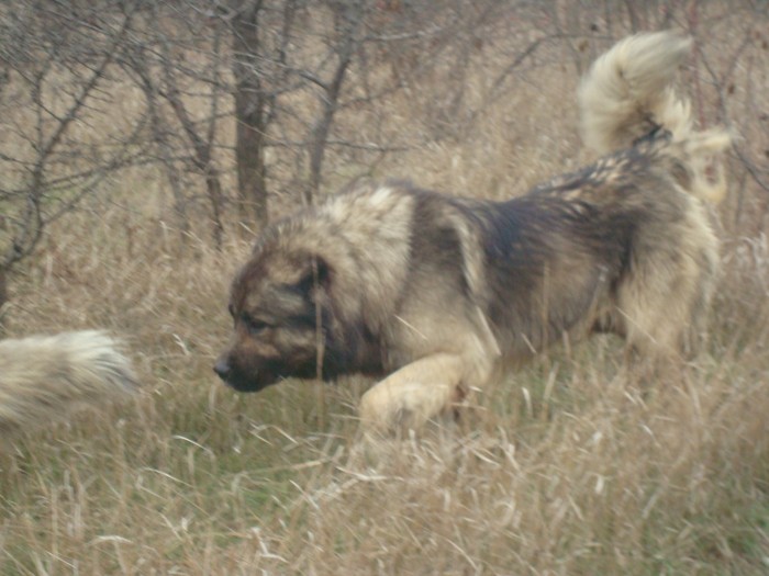 Кавказка Овчарка