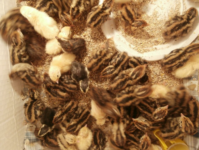 Продавам пъдпъдъци и яйца и записвам за новоизлюпени пъдпъдъци