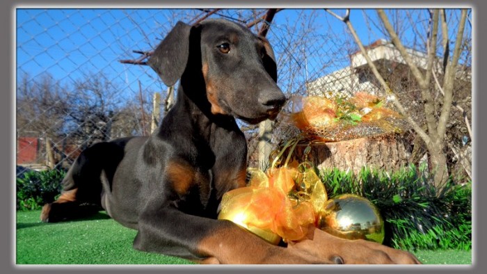 doberman,доберман