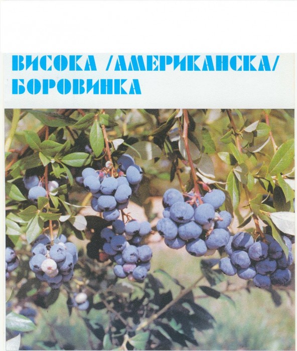 Боровинка(висока,американска),арония