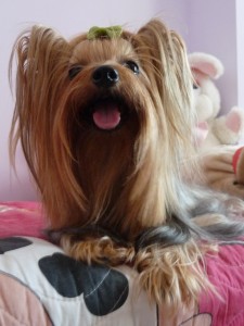 Йоркширски териер-прекрасно момченце