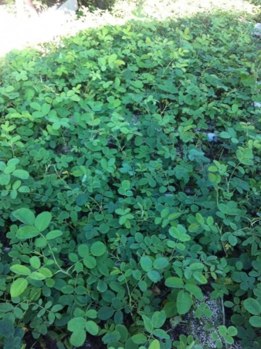 Предлагам маслодайна роза дамасцена